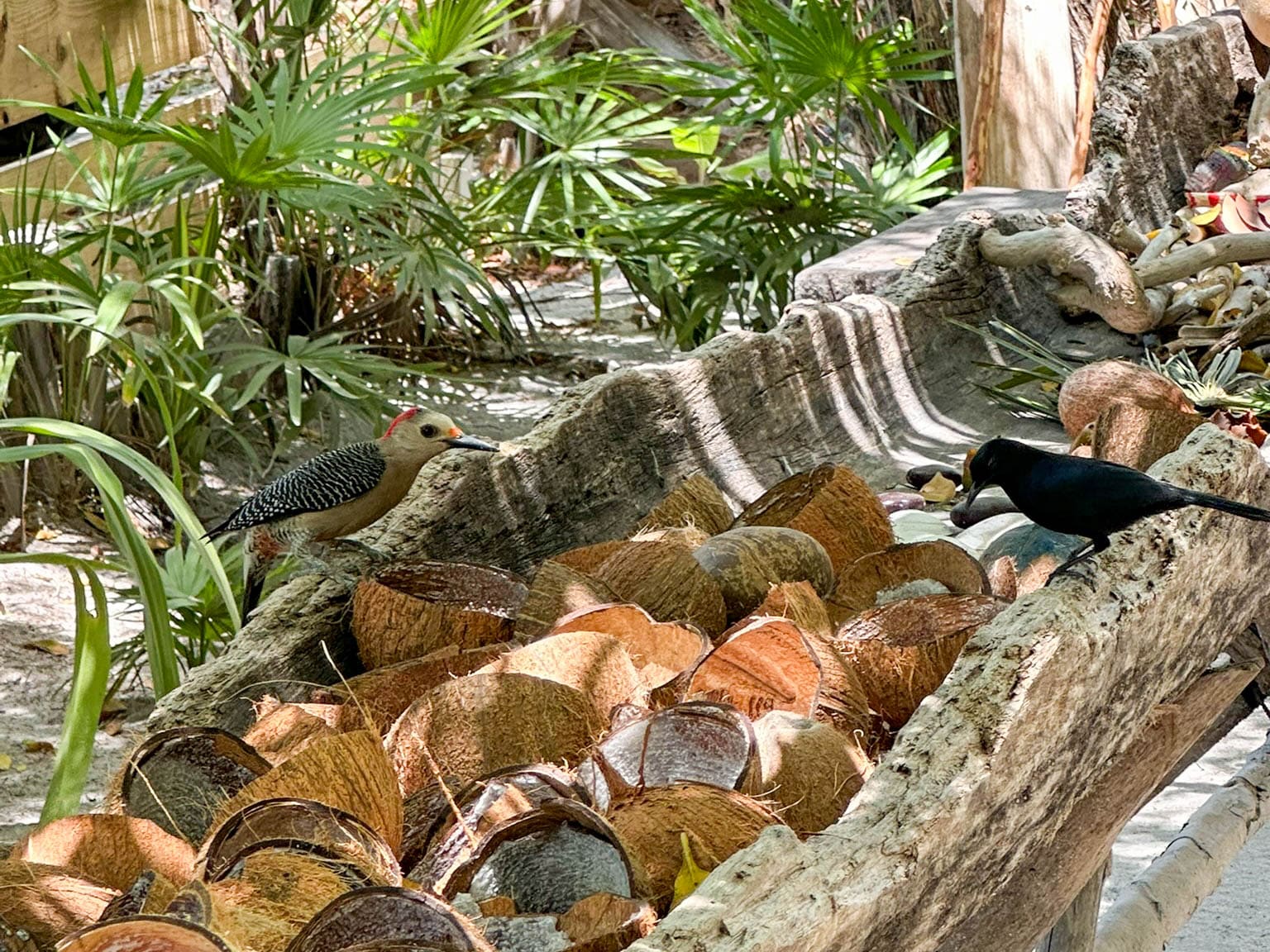 Golden fronted woodpecker and black catbird